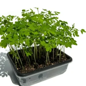 Moringa Oleifera Tree - 2 Live Plants in 4
