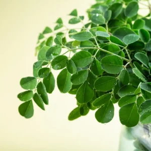 Moringa Oleifera Tree - 2 Live Plants in 4