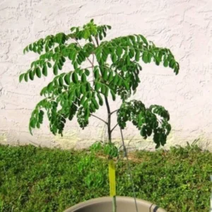 Moringa Oleifera Tree - 2 Live Plants in 4