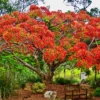 Royal Poinciana Tree - Red Flamboyant Tree Live Plant - 1 Year Old Seedling - Tropical Flowering Tree
