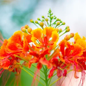 Mexican Bird of Paradise Tree Live Plant - 6-9 Inch Potted Dwarf Poinciana