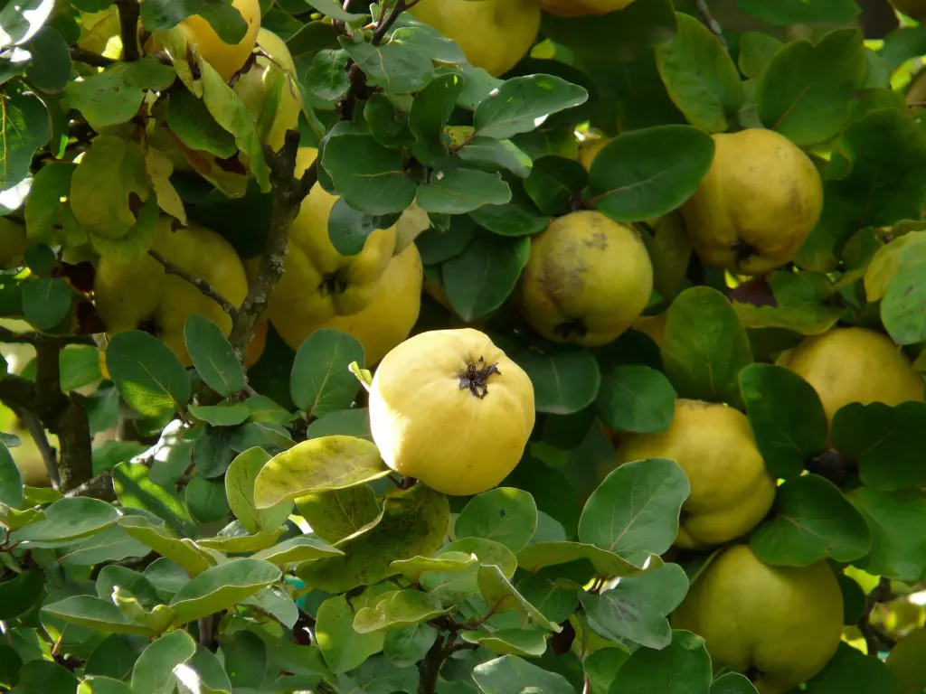 Quince fruit ready to harvest