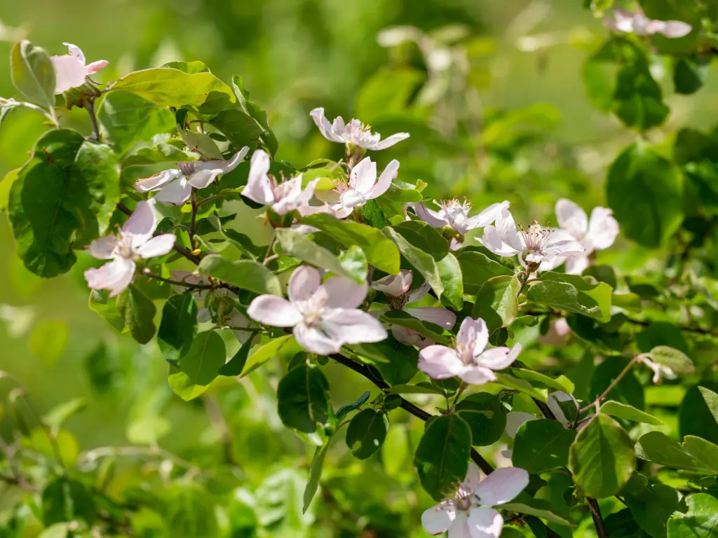 Quince flowers