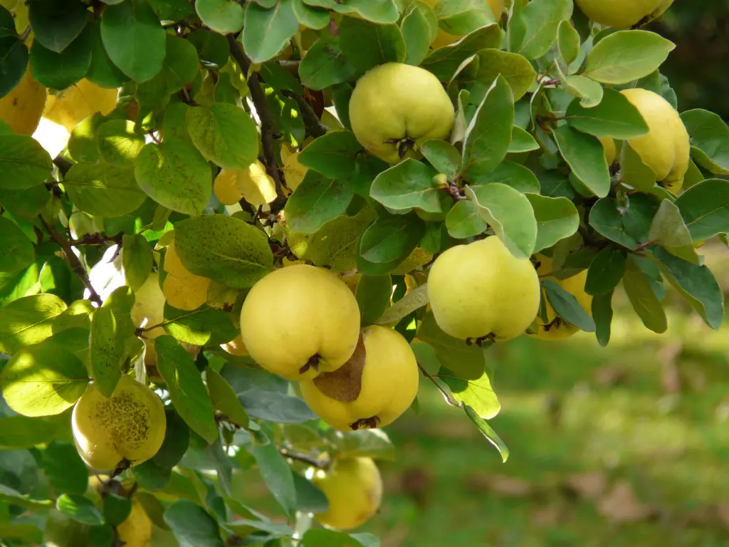 Quince Fruit Tree Guide: How to Plant, Grow, and Harvest Quince