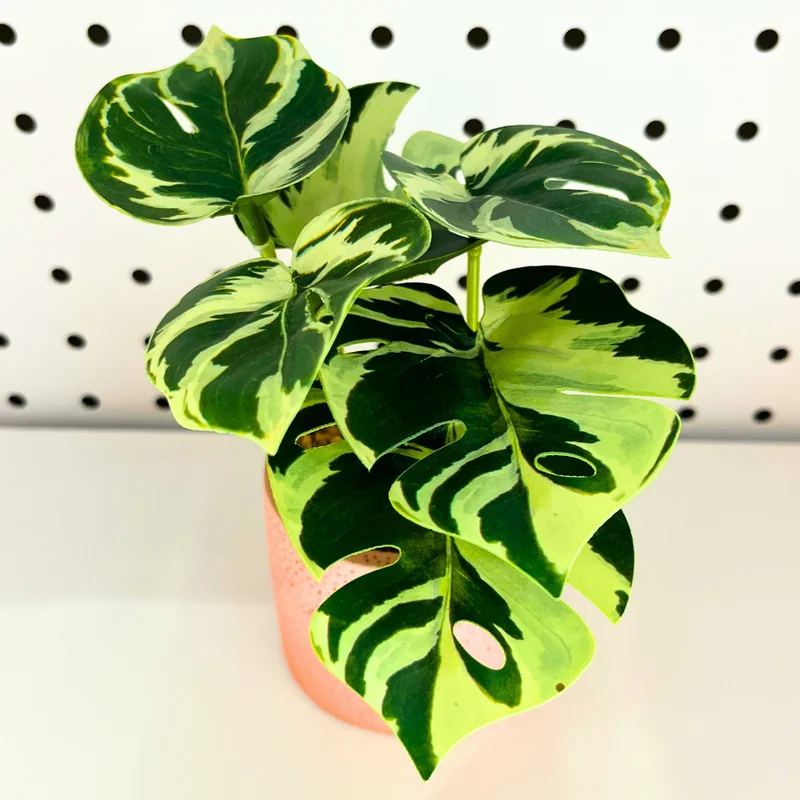 Live Philodendron Plants Indoor - Rare Variegated Houseplant 5-9" Tall - No Pot