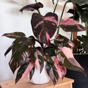 Live Philodendron Plants Indoor - Rare Variegated Houseplant 5-9" Tall - No Pot