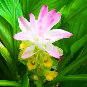 Ginger Curcuma Live Plant - Tropical Red Herbs, 5-9 Inch, No Pot
