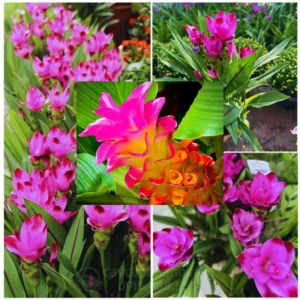 Ginger Curcuma Live Plant - Tropical Red Herbs, 5-9 Inch, No Pot