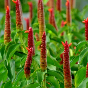 Ginger Curcuma Live Plant - Tropical Red Herbs, 5-9 Inch, No Pot