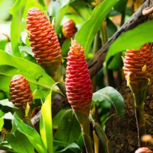 Ginger Curcuma Live Plant - Tropical Red Herbs, 5-9 Inch, No Pot