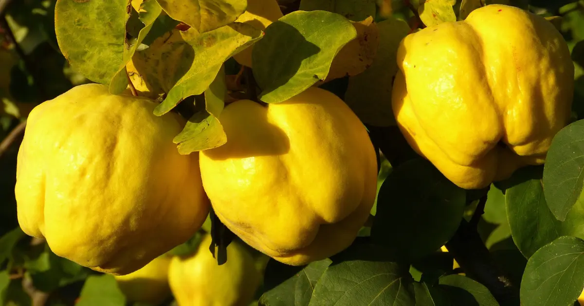 How to Eat Quince – A Delightful Fruit for Your Tastebuds