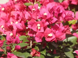 Close-up view of Bougainvillea flowers showing vivid pink bracts surrounding small white blooms.