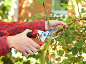 pruning bougainvillea