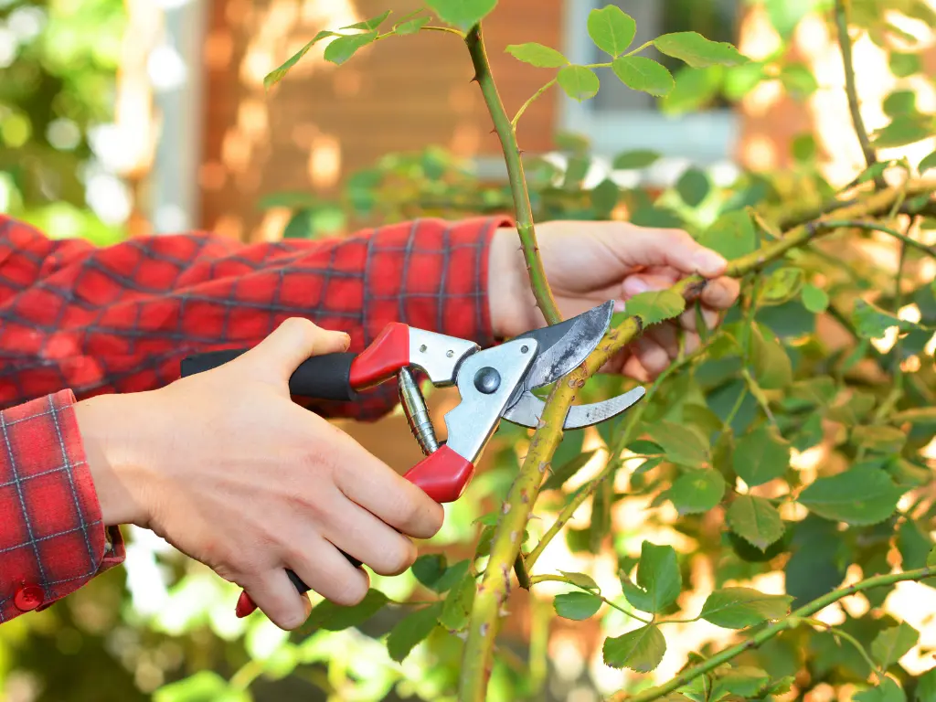 pruning bougainvillea