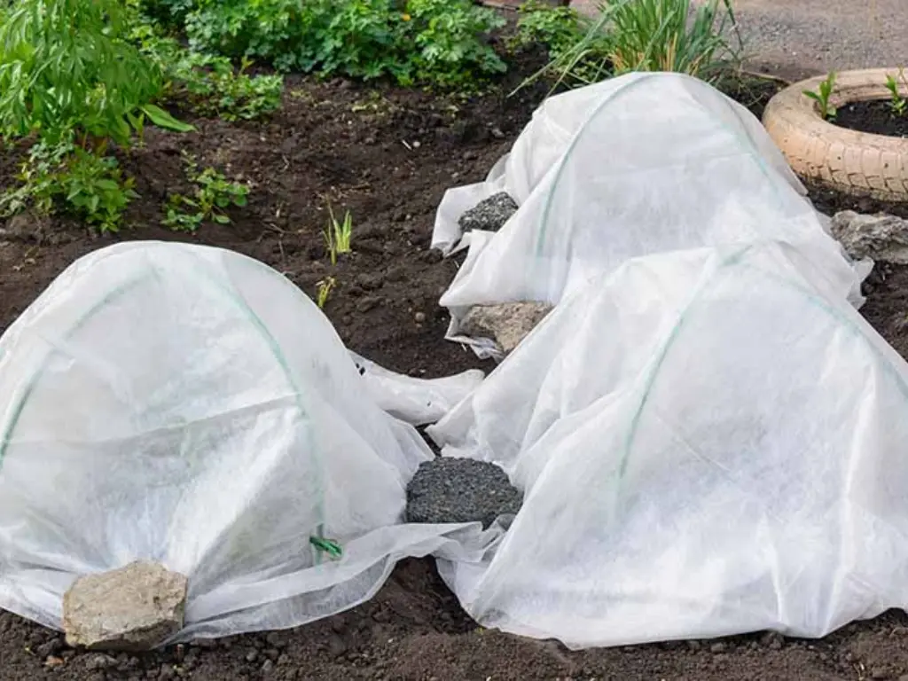 How to Winterize Bougainvillea