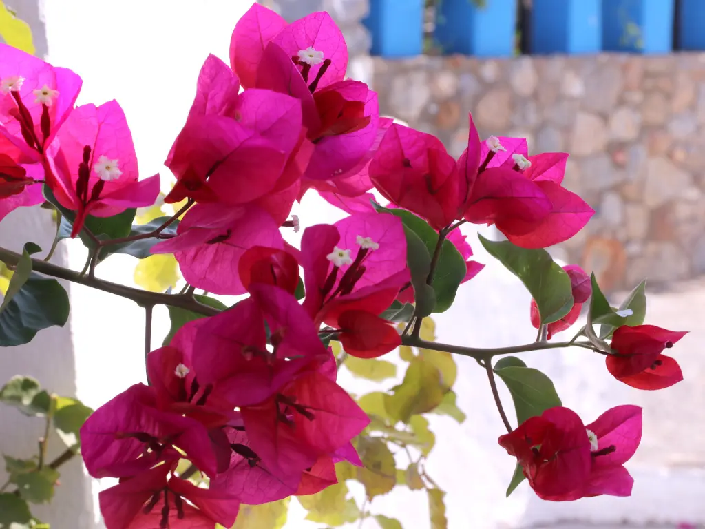 bougainvillea flowers