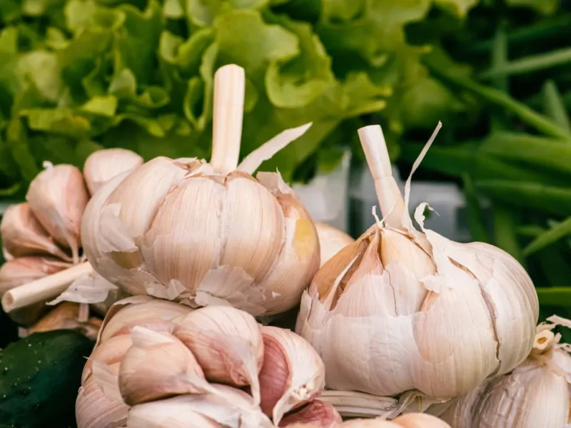 best Garlic varieties to grow