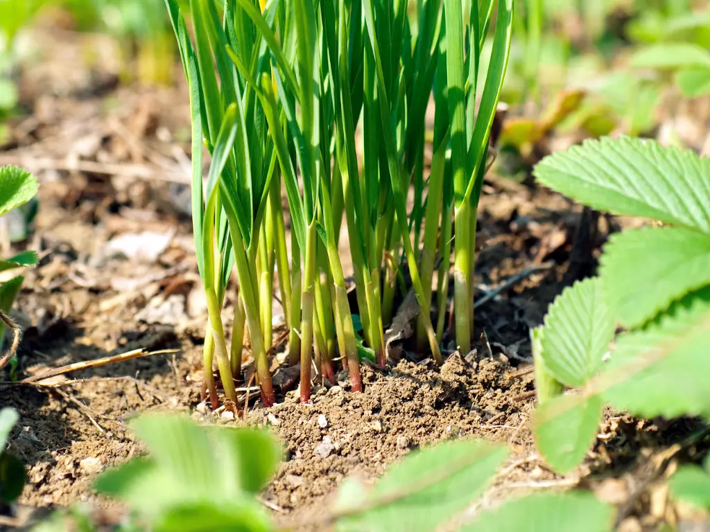Overcrowding Garlic Plants
