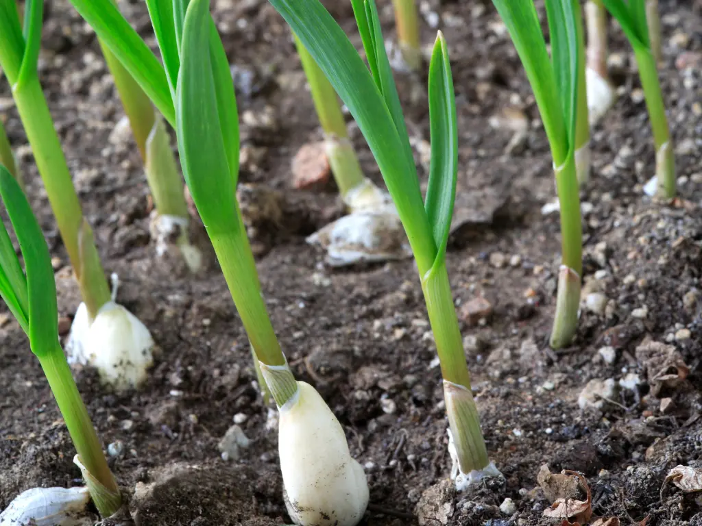 Incorrect Planting Depth