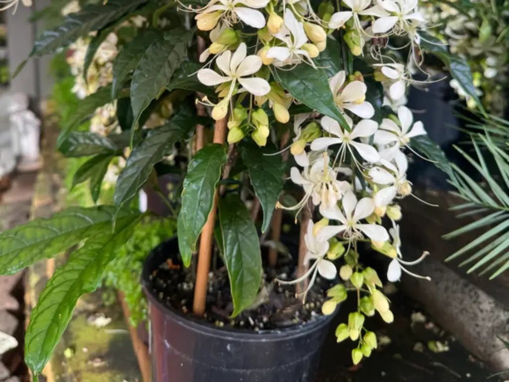 growing Clerodendrum Wallichii
