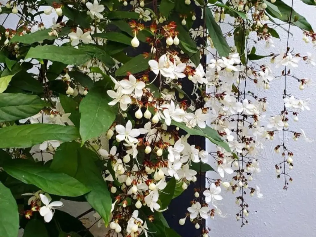 Clerodendrum Wallichii vines