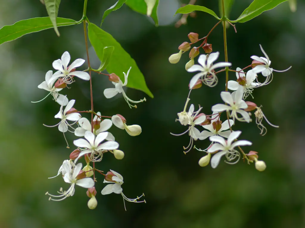 Clerodendrum wallichii flowers (1)