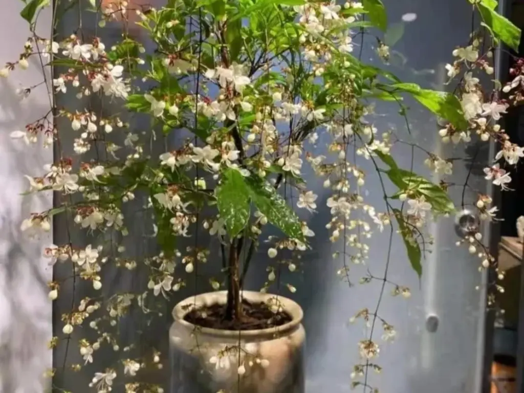 Clerodendrum Wallichii in pots
