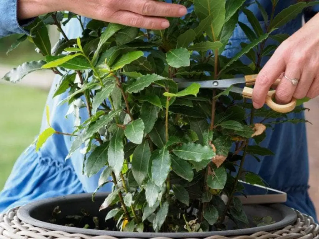 pruning Bay leaf