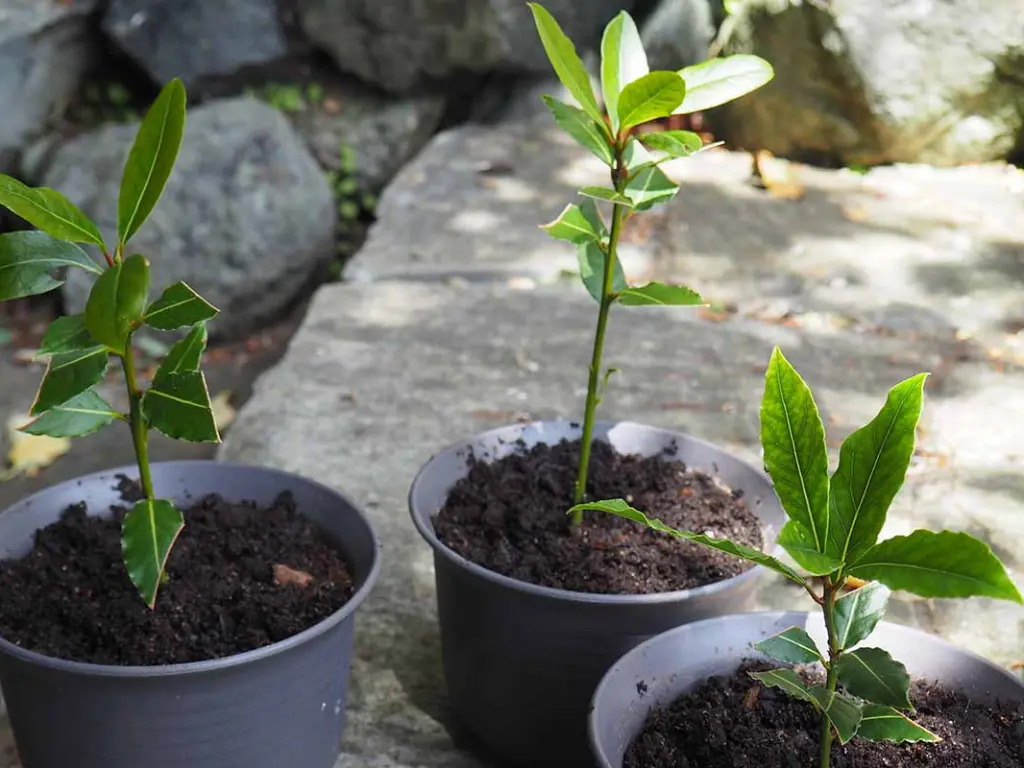 Young Bay Leaf plants in small pots, ready for planting or transplantation.