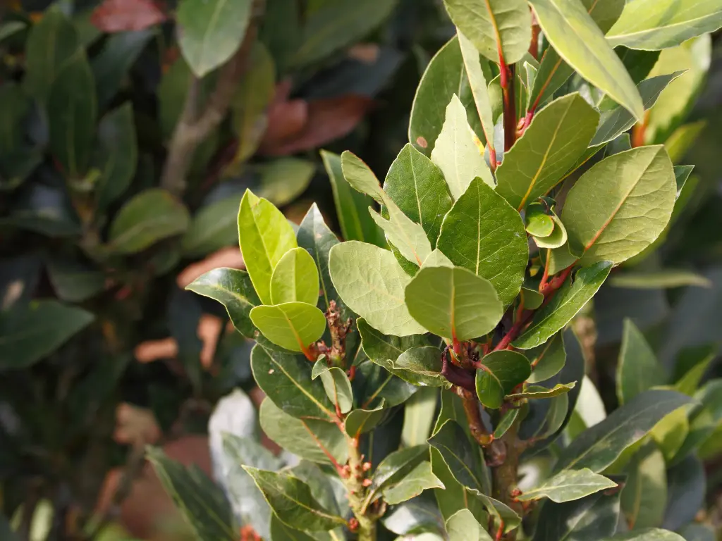 The Comprehensive Guide to Growing Bay Leaf Plants for a Flavorful Garden