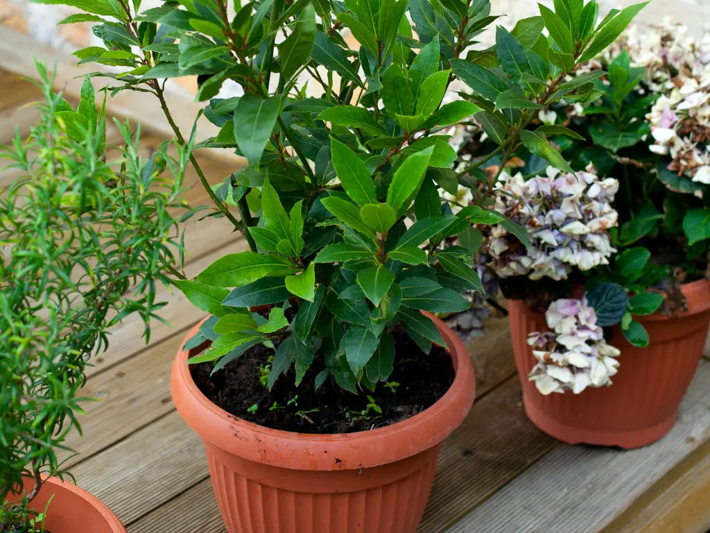 chosing pots for bay leaf plants