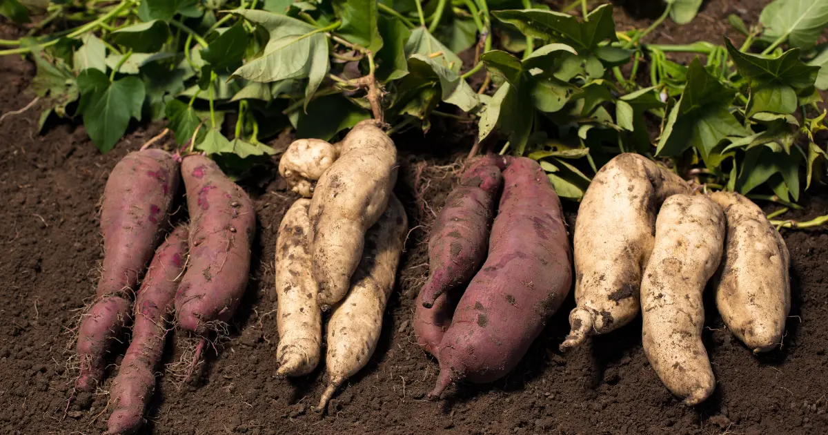 11 of the Best Sweet Potato Varieties to Grow for Your Garden