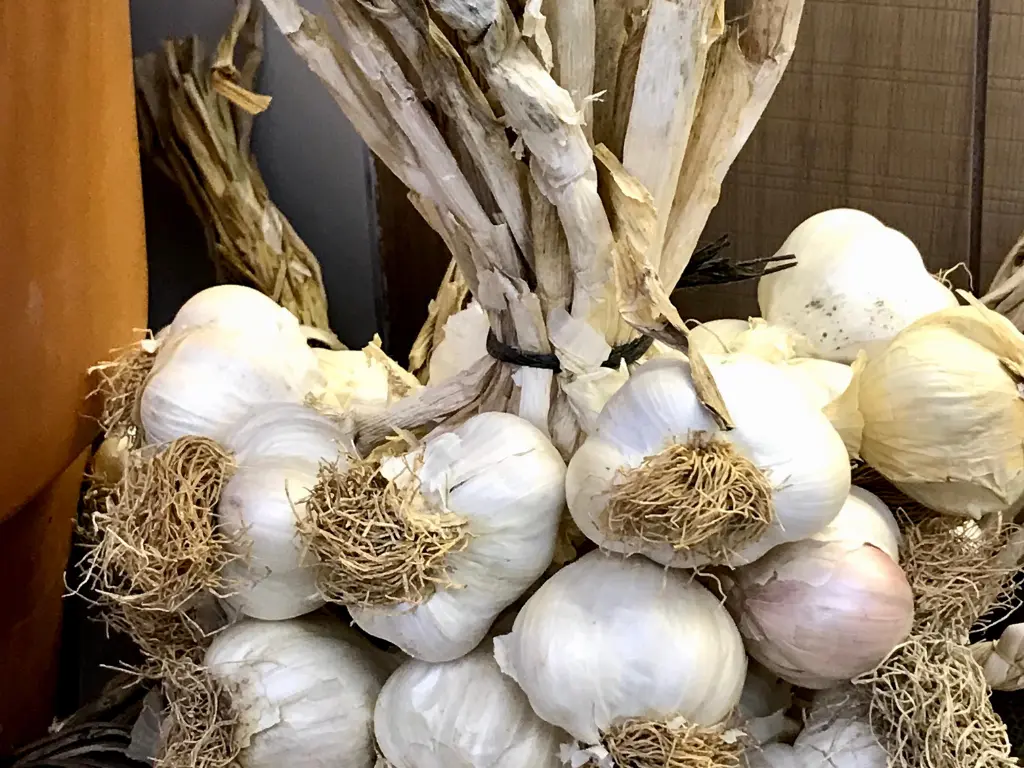 How to Cure and Store Garlic