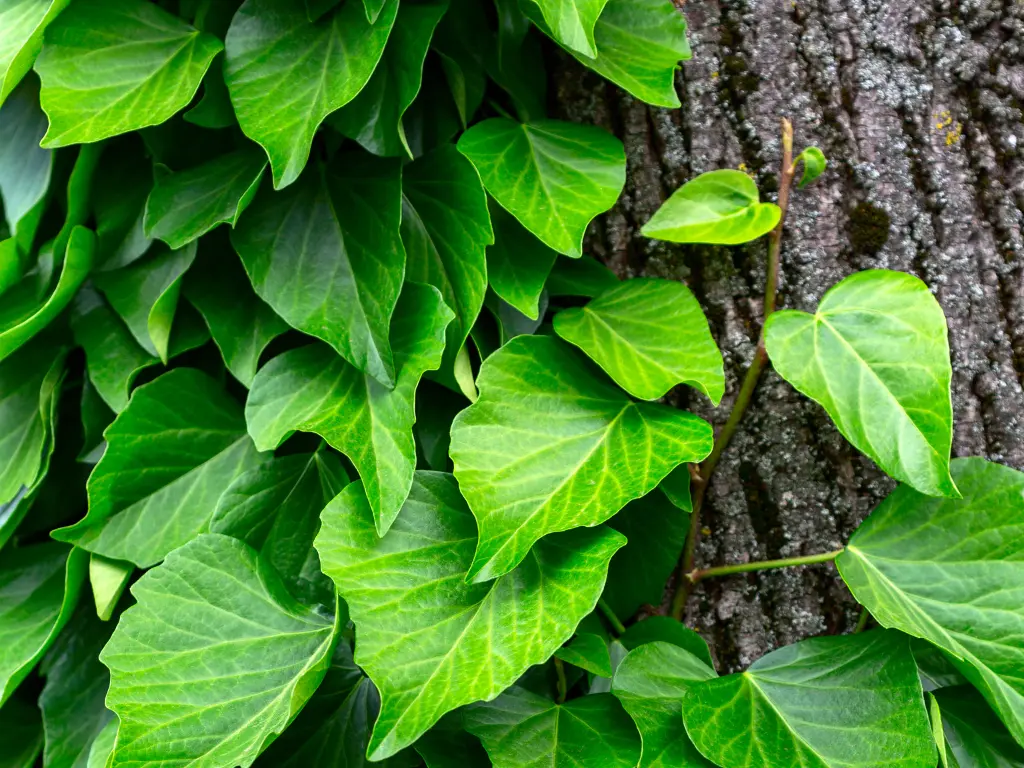 Persian Ivy (Hedera colchica)