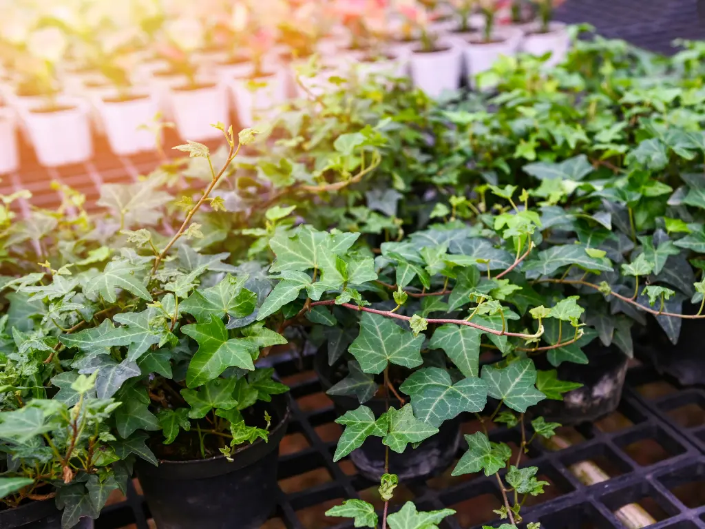 English Ivy (Hedera helix)