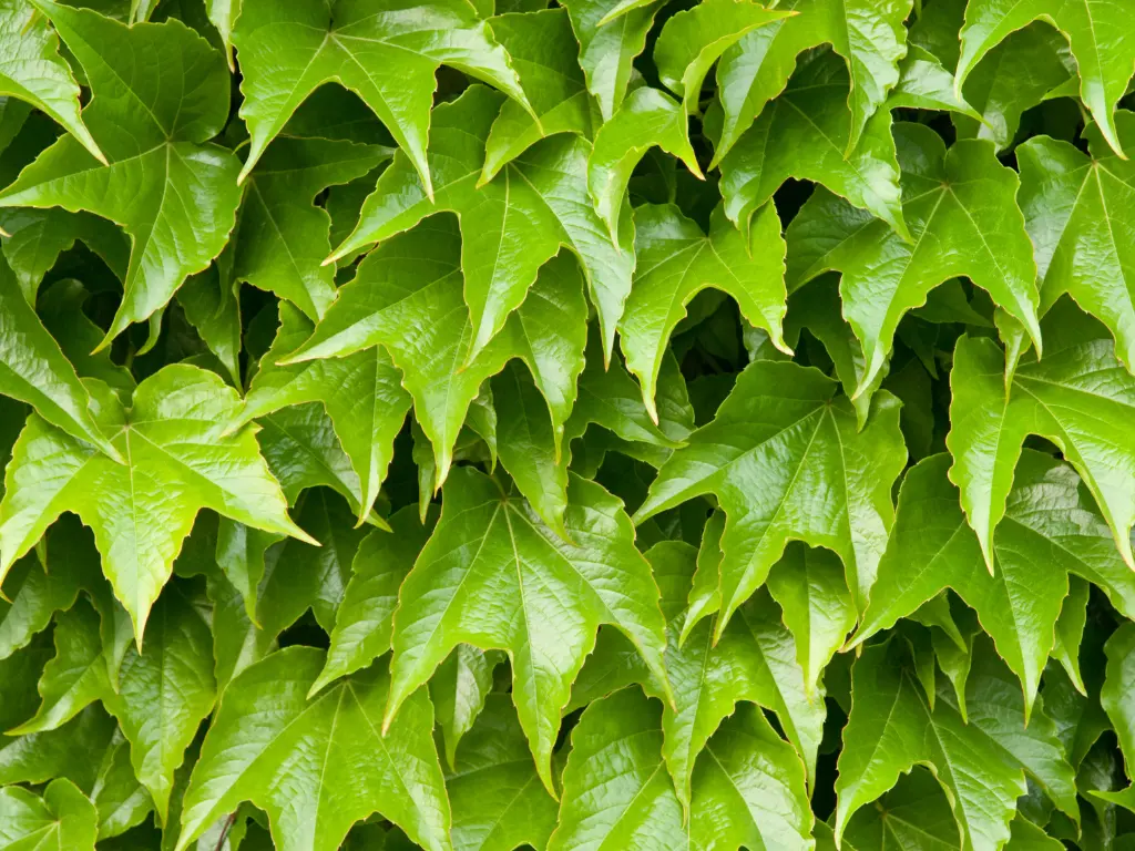 Boston Ivy (Parthenocissus tricuspidata)