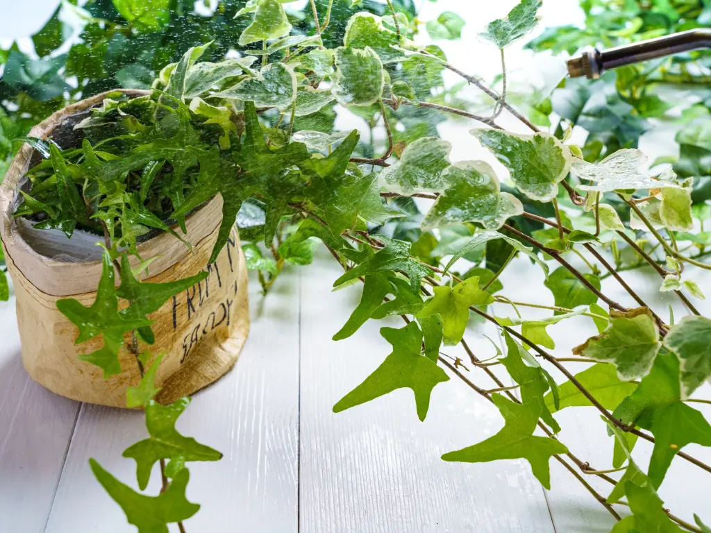 Caring for Ivy Plants