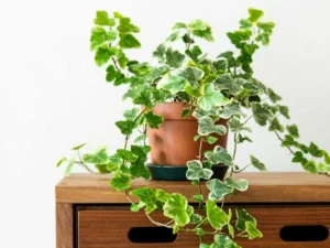 types of ivy plants for houses