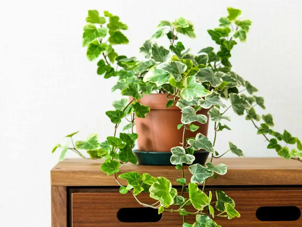 Best Types of Ivy Plant for Houses: How to Choose the Perfect Ones for Your Home