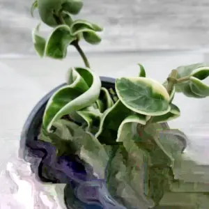 Variegated Hindu Rope – Hoya carnosa 'Compacta' Variegata – Live plant – 4 inch pot – Indoor - Image 2