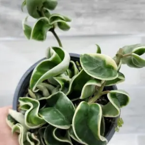 Variegated Hindu Rope – Hoya carnosa 'Compacta' Variegata – Live plant – 4 inch pot – Indoor - Image 5