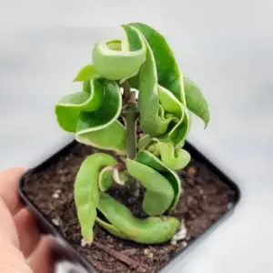 Variegated Hindu Rope – Hoya carnosa 'Compacta' Variegata – Live plant – 4 inch pot – Indoor - Image 6