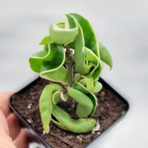 Variegated Hindu Rope – Hoya carnosa 'Compacta' Variegata – Live plant – 4 inch pot – Indoor - Image 7