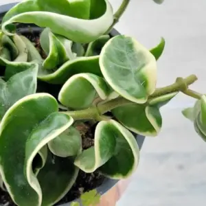 Variegated Hindu Rope – Hoya carnosa 'Compacta' Variegata – Live plant – 4 inch pot – Indoor - Image 9