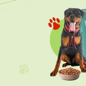 Variegated Banana Seeds - Tropical Fruit Seeds - 10 Count - Indoor & Outdoor - Image 1