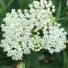 white Milkweed Plants