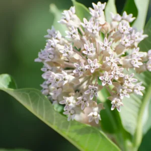Milkweed Plants-2