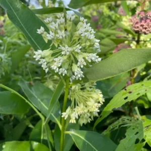 Milkweed Plants-5