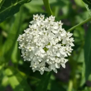 Milkweed Plants-5