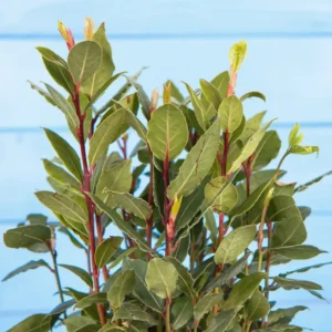 Bay Leaf Plant Live – Bay Laurel